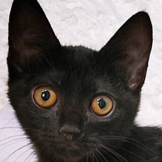 メリハリにゃんこ♪５ヶ月☆アニスくん