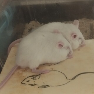マウス 里親募集
