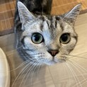 人慣れしてます＊短足マンチカンちゃん