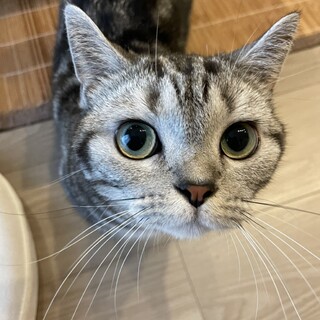 人慣れしてます＊短足マンチカンちゃん