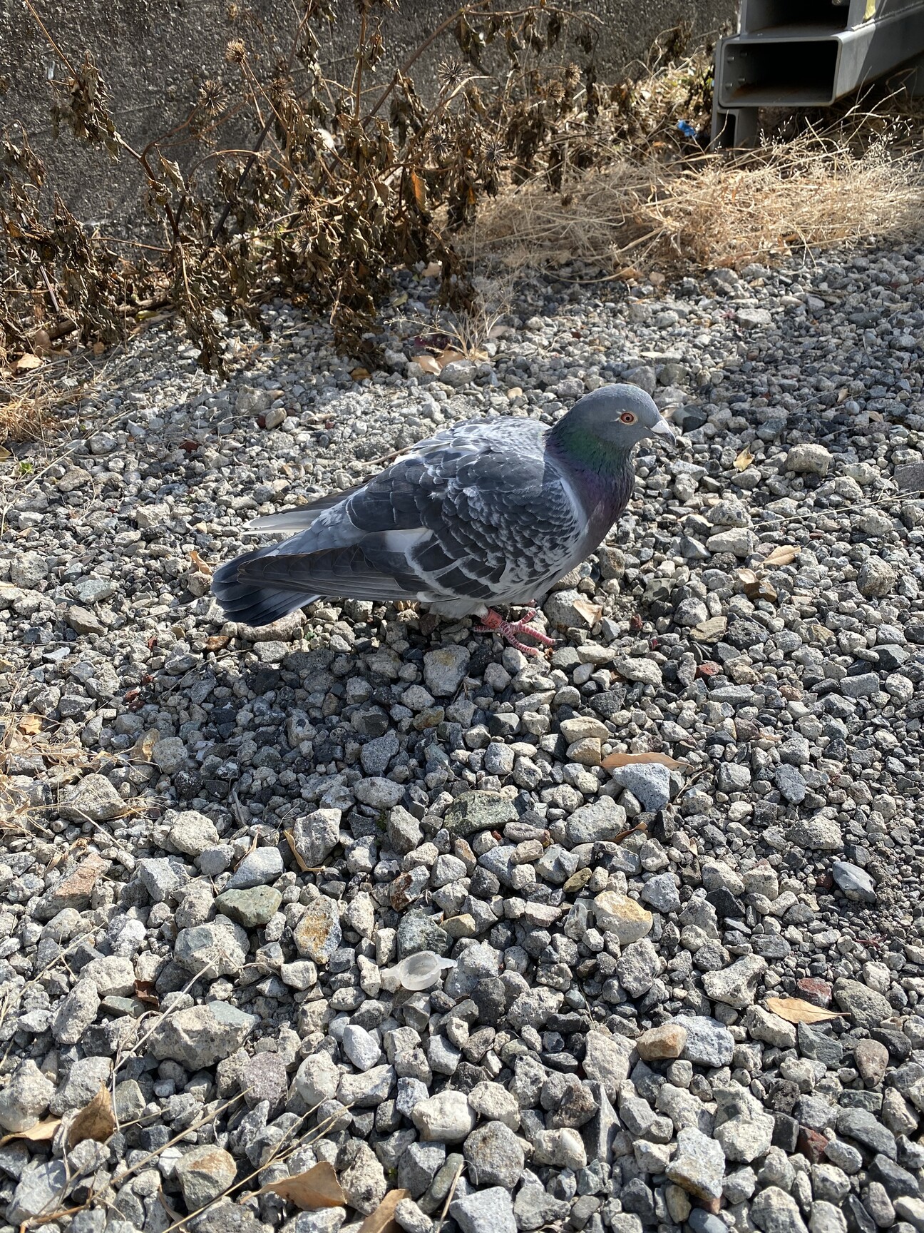 レース鳩 里親募集！」群馬県 - 鳥の里親募集(445553) :: ペットの