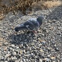 レース鳩　里親募集！