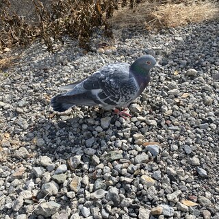 レース鳩　里親募集！