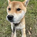 元気いっぱい！8歳柴犬のレン君