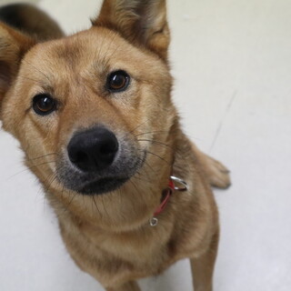 ぺっぺちゃん　推定2才