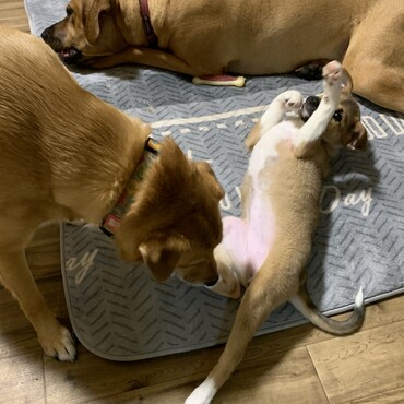 子犬のあきちゃん