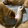 子犬のあきちゃん