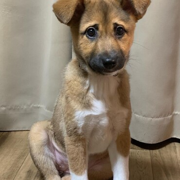 保護子犬あきちゃん