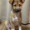 保護子犬あきちゃん