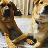ドギーズ保護っ子達