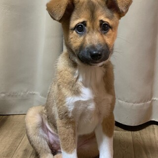 子犬の家族募集中