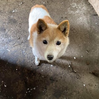 里親様が決まりました！