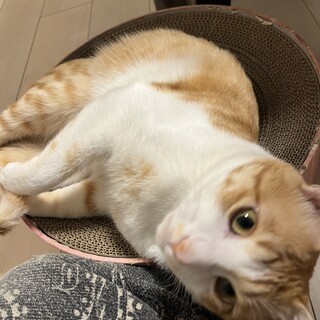 桔梗くん　茶虎　雄　1才3か月