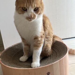 藤くん　茶虎　雄　1才3か月