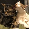 きなんみかん