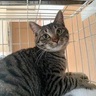 可愛いキジトラの女の子 らぼんちゃん避妊手術済