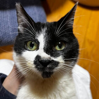 人間大好き「ジュンくん」【飛騨】