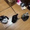 猫活ママ