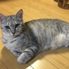 お膝大好き☆わさびちゃん サムネイル2
