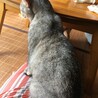 お膝大好き☆わさびちゃん サムネイル3