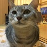 お膝大好き☆わさびちゃん サムネイル4