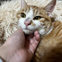 とっても甘えん坊りんご猫の「りょうくん」【飛騨】