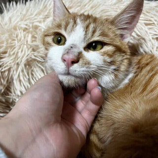 とっても甘えん坊りんご猫の「りょうくん」【飛騨】