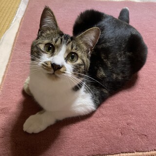 膝の上が大好きな舞❣️