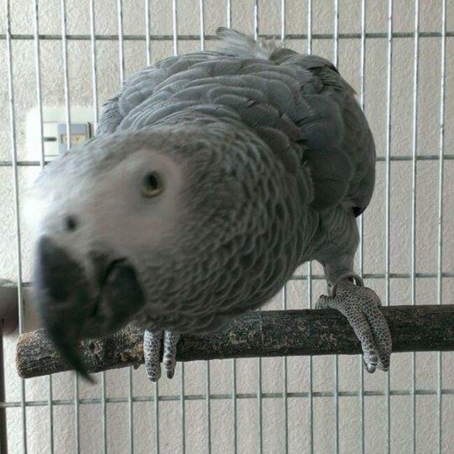 RXYのカバー写真