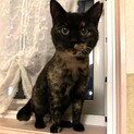 優しく賢いサビ猫、きくちゃん