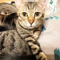 in瀬戸市☆続・初猫!!子猫がいる譲渡会2023年1月21日（土）～ ちーむ にゃいんず