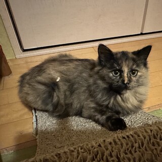 美しい長毛サビ子猫ランちゃん(2022年8月頃生)