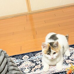 in春日井市☆続・初猫!!子猫がいる譲渡会2023年1月21日（土）～ ちーむ にゃいんず