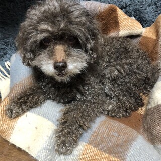 お散歩大好きヤマトくん