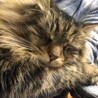 ホっシー