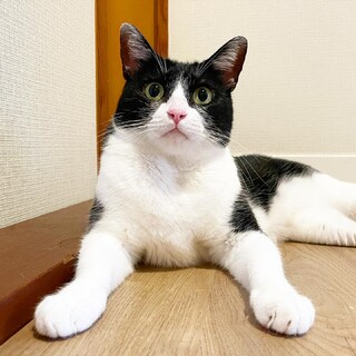 ハチワレ美人♡コロコロまんまる『すずさん』