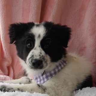 保健所からレスキュー子犬♂ひかる君・モフモフです