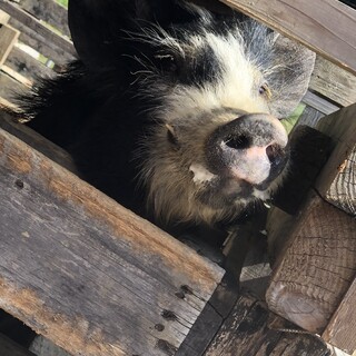 人大好きなミニブタの男の子です！