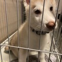 シベリアンハスキー 人懐っこい甘えんぼくん 