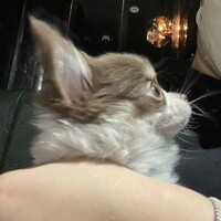 チワワ