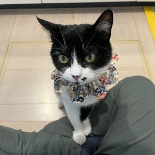 ステキな牛ガラミカコちゃん♪