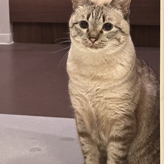 ふわふわもちもちボディのせんちゃん