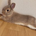 ネザーランドドワーフの里親決まりました！