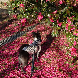 「やっぱり天才」サムネイル3