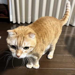 とてもおっとりした猫ちゃんです