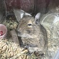 デグー2匹の里親さんを探しています。
