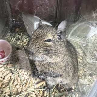デグー2匹の里親さんを探しています。