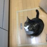 わんぎょ