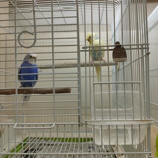 セキセイインコ2羽です。