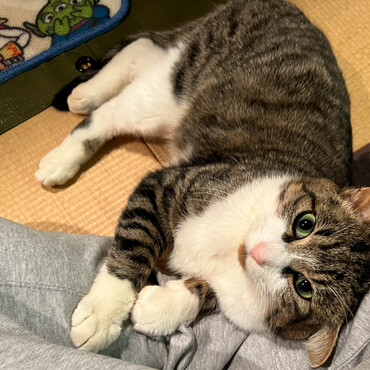 ごろりんちょ